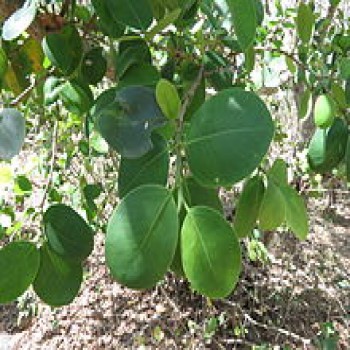 Red Sandalwood (Pterocarpus Santalinus)